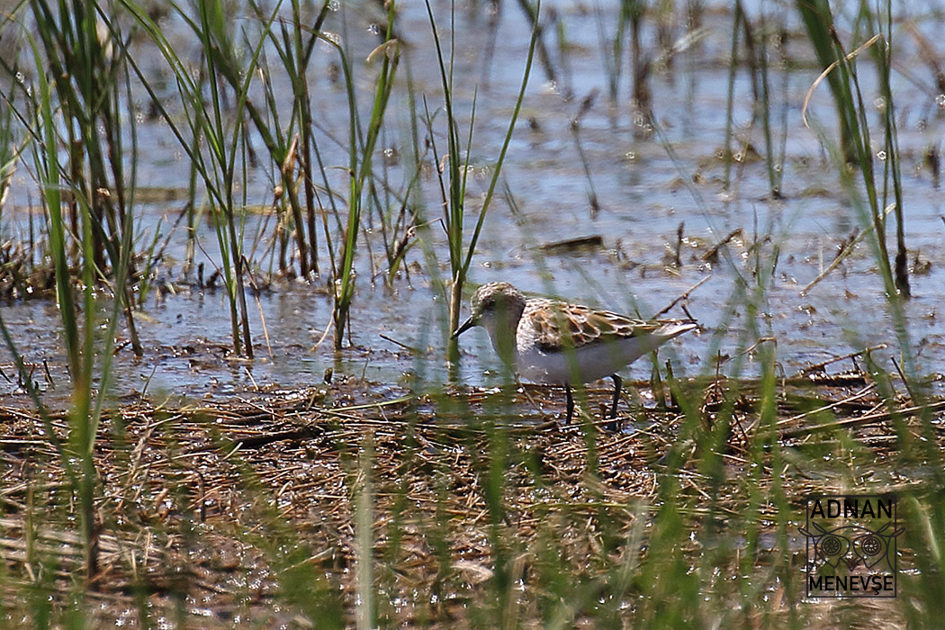 Little Stint